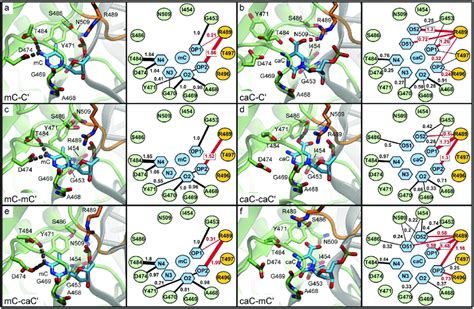 interaction networks   nucleotide binding pocket based
