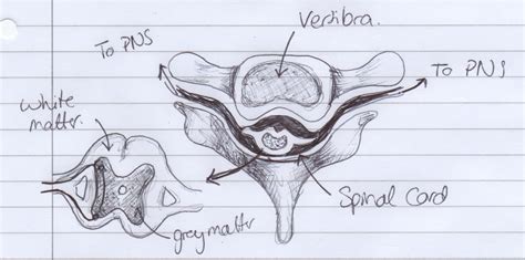 Biological Illustrations — Spinal Cord Structure The spinal cord is ...