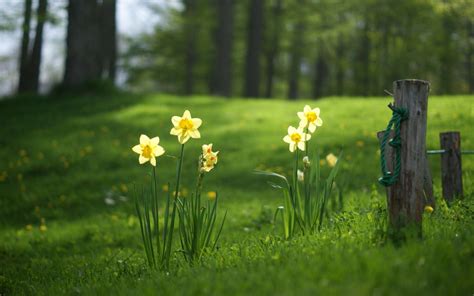 Daffodil Wallpapers - Wallpaper Cave