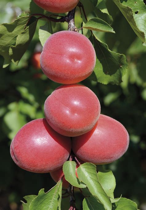 Приция абрикос описание сорта - фото