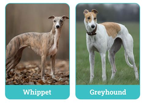 Whippet vs. Greyhound: The Differences (With Info & Pictures) – Dogster