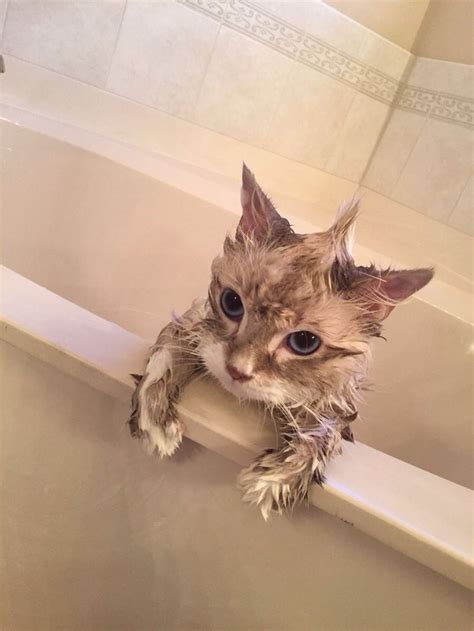 Мокрый кот - 58 фото Crazy Cat Lady, Crazy Cats, Shower Time, Cat ...