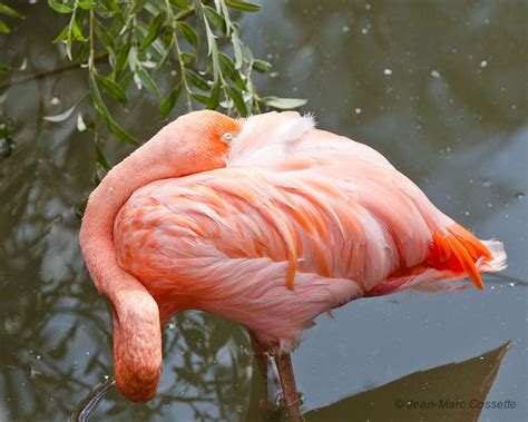 flamand rose