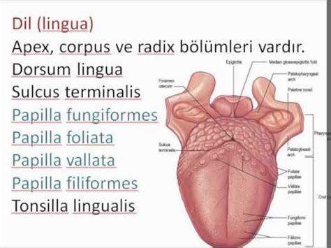 Tongue Anatomy - YouTube