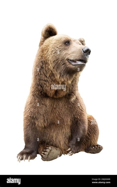 brown bear   white background stock photo alamy