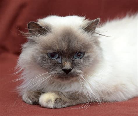 Himalayan cat stock image. Image of bluepoint, coat, kitties - 48508675