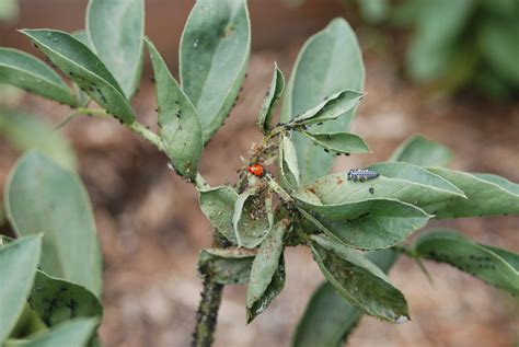 Ladybugs and Aphids | Kezar Gardens