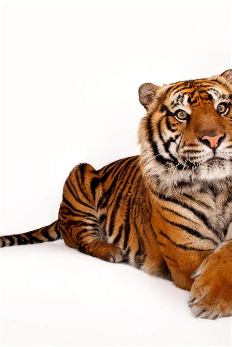 Big Cats That Look Like Tigers