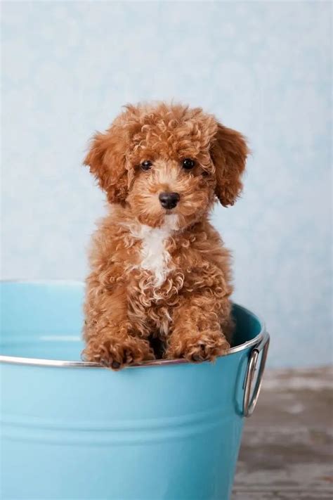 Bichon Poodle: The Perfect Teddy Bear Mix? - Perfect Dog Breeds | Teddy ...