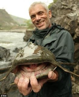 goonch catfish pictures giant devil catfish  goonch catfish