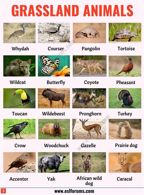 List of Animals: A Big Lesson of Animal Names with the Pictures! - ESL ...