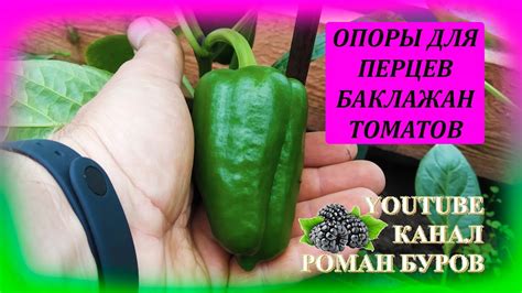 Простой способ подвязки ПЕРЦЕВ, БАКЛАЖАН, ТОМАТОВ к опорам! Подвязка ...