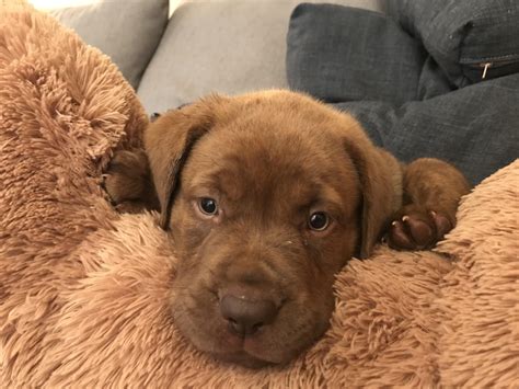 My new mastiff lab mix hope you enjoy : r/aww