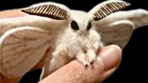 Cute Moths