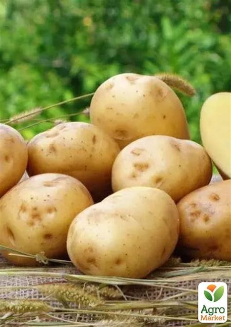 Картофель "Ривьера" семенной ранний (1 репродукция) 10кг купить почтой ...