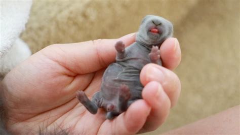 Newborn Bunny