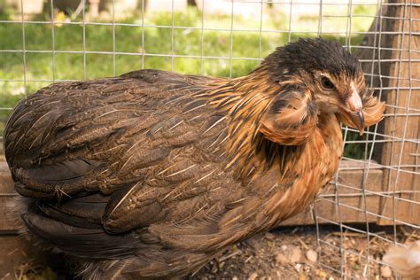 Araucana Complete Care Guide: All You Need To Know (2023)