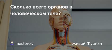Сколько всего органов в человеческом теле?: masterok — LiveJournal