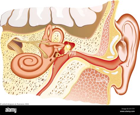 Tympanic membrane hi-res stock photography and images - Alamy