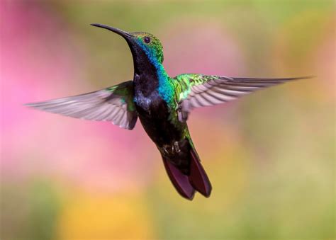 banco de imagens passaro asa mosca bico  beija flor fauna