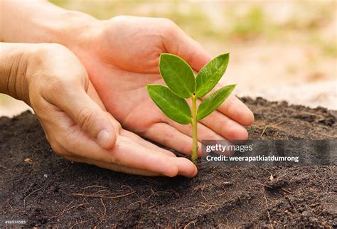growing tree high res stock photo getty images