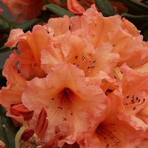 Rhododendron TORTOISESHELL ORANGE