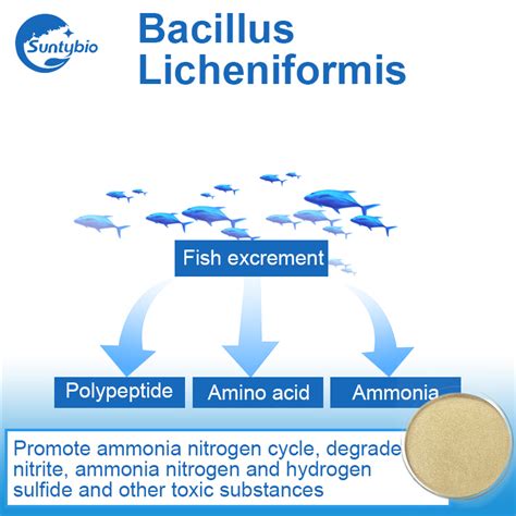 High concentration bacillus licheniformis for animal feed additives ...