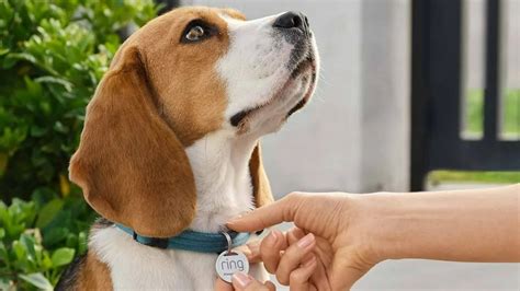 Ring's New Pet Tag Helps Keep Your Furry Friend Safe and It's Only $10 ...