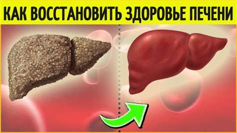 Как восстановить здоровье печени. Восстановление печени в домашних ...