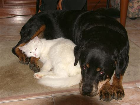 Free Images : animals, vertebrate, dog breed, ggl1, dog like mammal