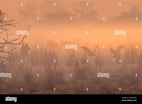 Birds in the wild!! Stock Photo - Alamy
