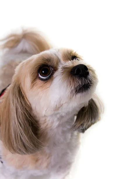 Chihuahua Mix Shih Tzu: Perfect Family Pet! - The Chihuahua Guide