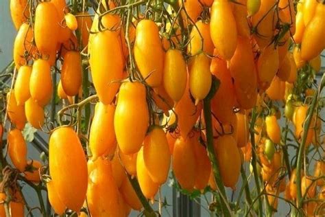 Купить ТОМАТ БАНАНОВЫЕ НОГИ - Садовый центр «Любимый сад»