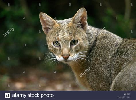 Felis Chaus Stock Photos & Felis Chaus Stock Images - Page 2 - Alamy