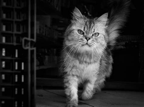 Laura+B+In+Bikini Photos, Download The BEST Free Laura+B+In+Bikini