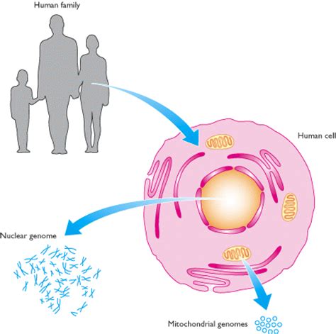 gen  manusia biology smart