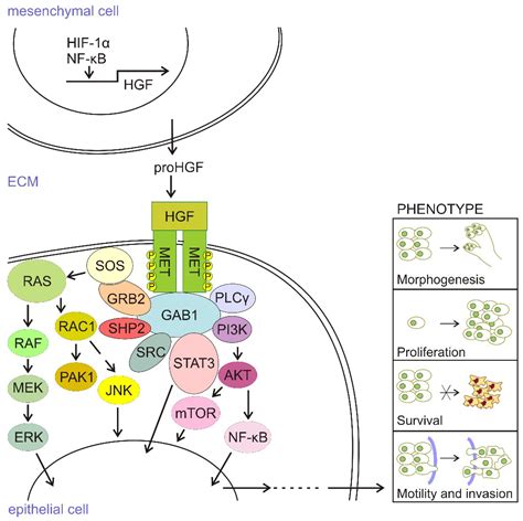HGF/c-MET Signaling in Melanocytes and Melanoma
