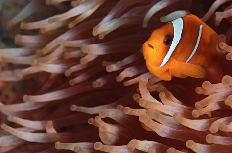 Finding Video Clips Is Easier Than Finding Nemo - Overcast HQ