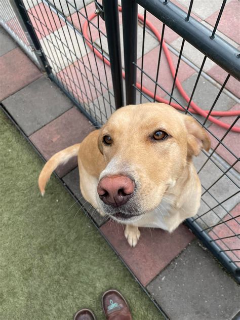 Hollywood Pets | Danville VA