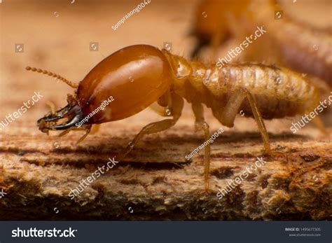 close termites eating wood house  stock photo  shutterstock