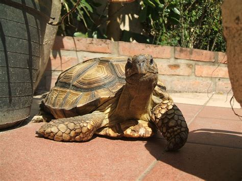Animales Que Se Arrastran 9