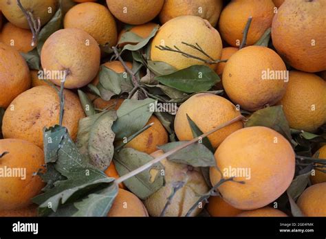 valencia orange coming  morocco natural fruitin  market