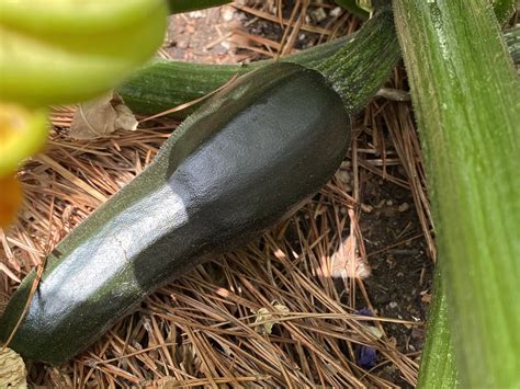 Why Does My Zucchini Taste Like Chemicals? – AQAN