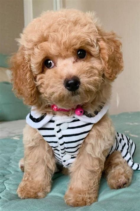 Cute Poodle Puppy | Cute dogs, Puppies, Poodle puppy