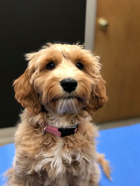 greenwich valley animal hospital 8