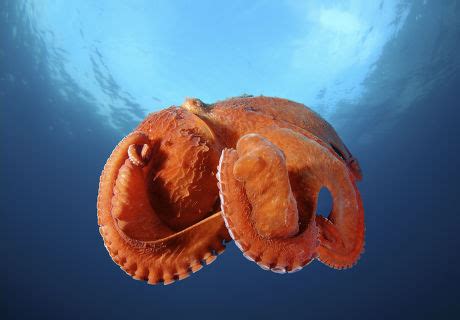 30 Enteroctopus Stock Pictures, Editorial Images and Stock Photos ...