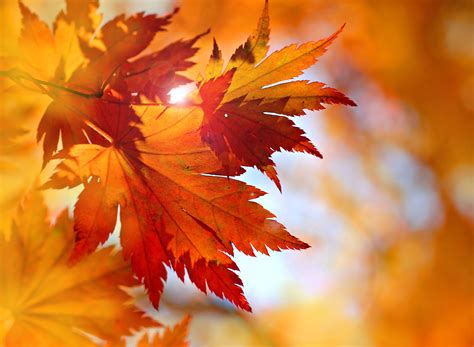 Fall Leaf Background For Desktop - MAXIPX