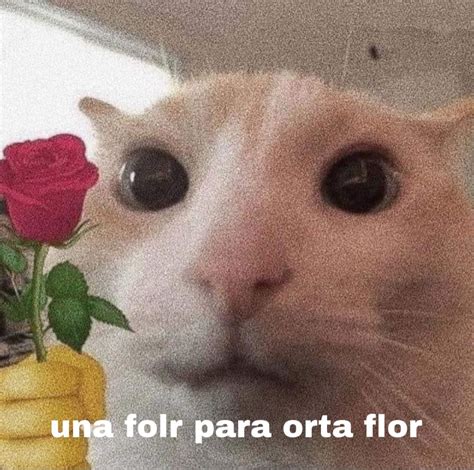 Las mejores 105 + Foto gato meme - Armadyne.mx