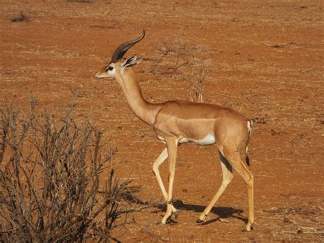facts   gerenuk  facts   unusal antelope