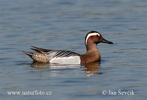 Garganey Photos, Garganey Images, Nature Wildlife Pictures | NaturePhoto